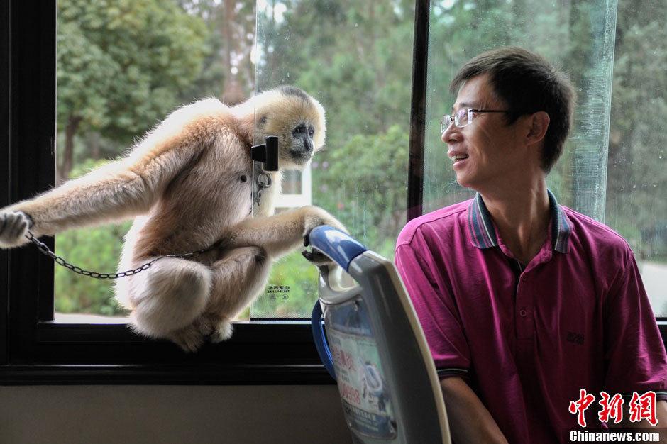 Visitez le Safari Park du Yunnan en compagnie des singes ! (2)