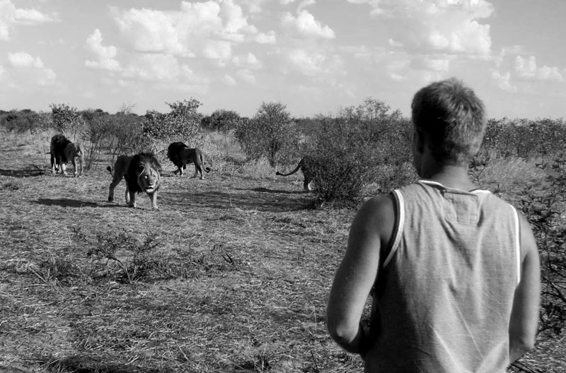 Danse avec les lions (10)