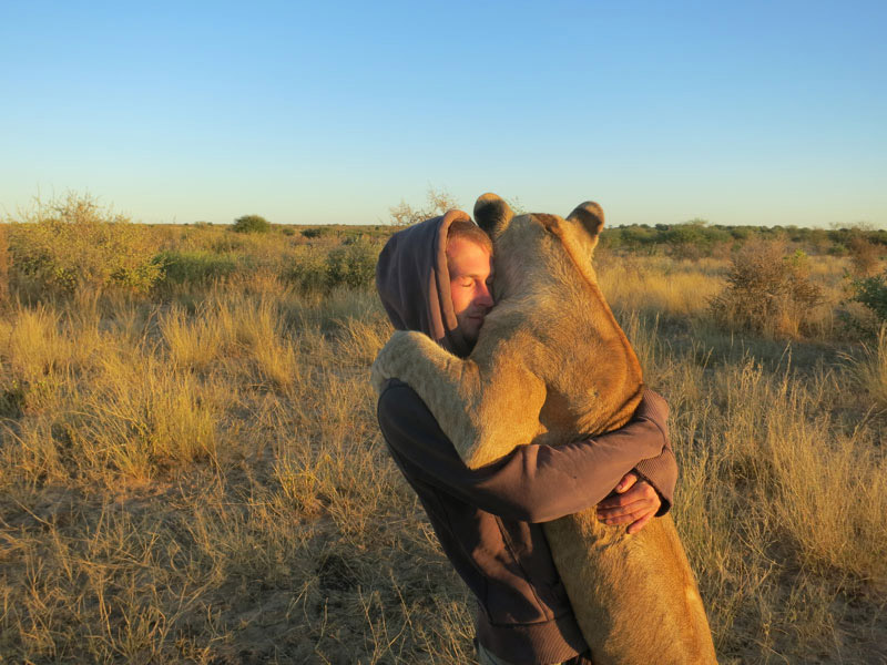 Danse avec les lions (2)