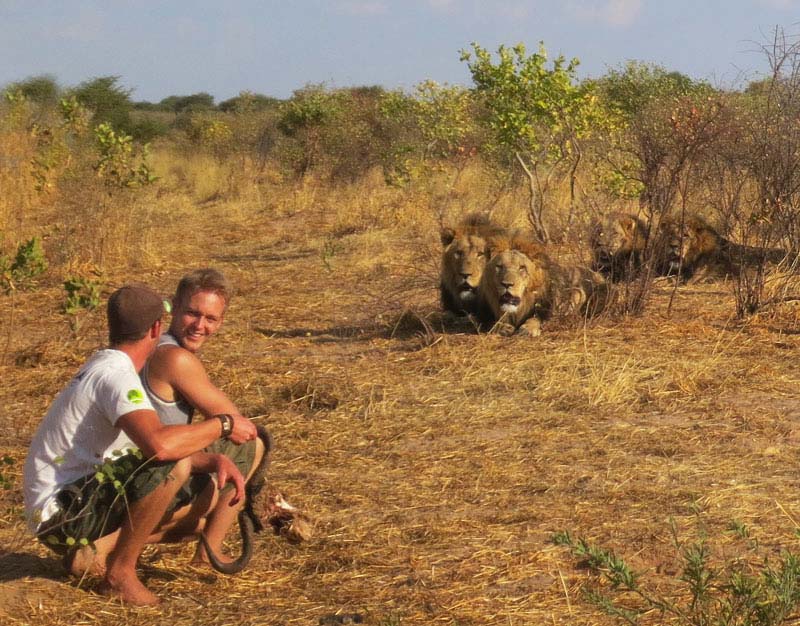 Danse avec les lions