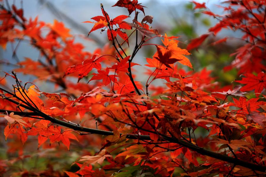 Une Photo prise le 20 octobre 2013, nous montre les feuilles rouges du mont Huangshan dans la province chinoise de l'Anhui. (Photo/Xinhua)