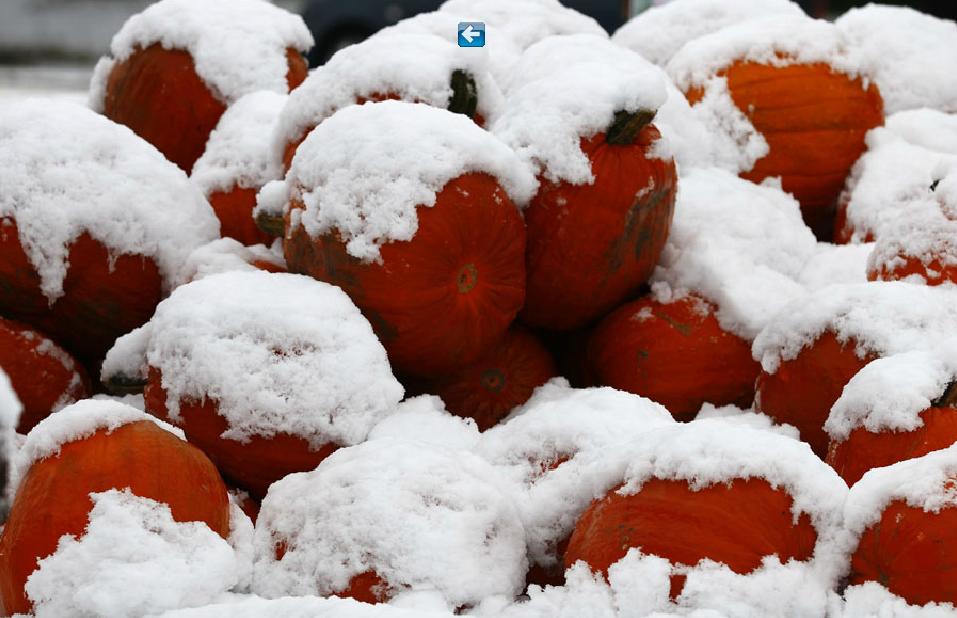 Le 11 octobre 2013, des citrouilles recouvertes de neige sont aper?ues à Murnau, après les fortes chutes de neige tombées dans le sud de l'Allemagne. 