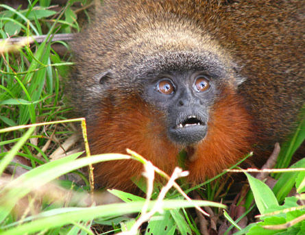 Un singe ? ronronnant ? (Callicebus caquetensis) - Amazonie colombienne