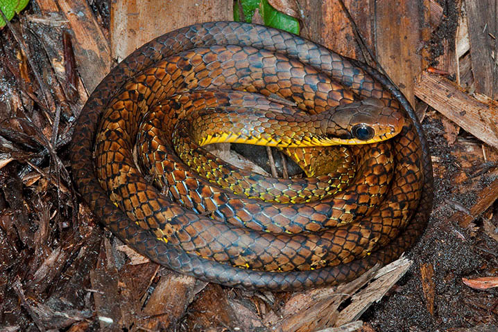 Un serpent du ? monde perdu ? (Chironius challenger) - Guyana et Venezuela