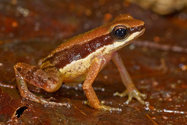 La ? grenouille de la taille d'un ongle ? (Allobates amissibilis) – Guyana