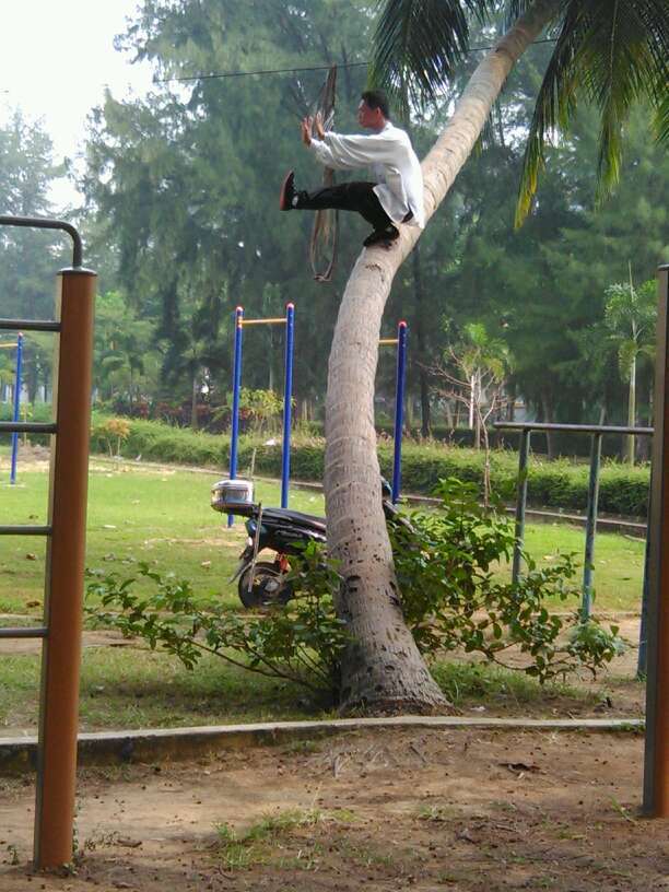 Un homme qui pratique le Kung-fu sur un cocotier