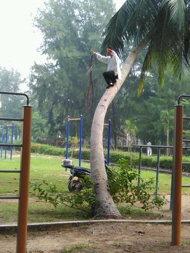 Un homme qui pratique le Kung-fu sur un cocotier (3)