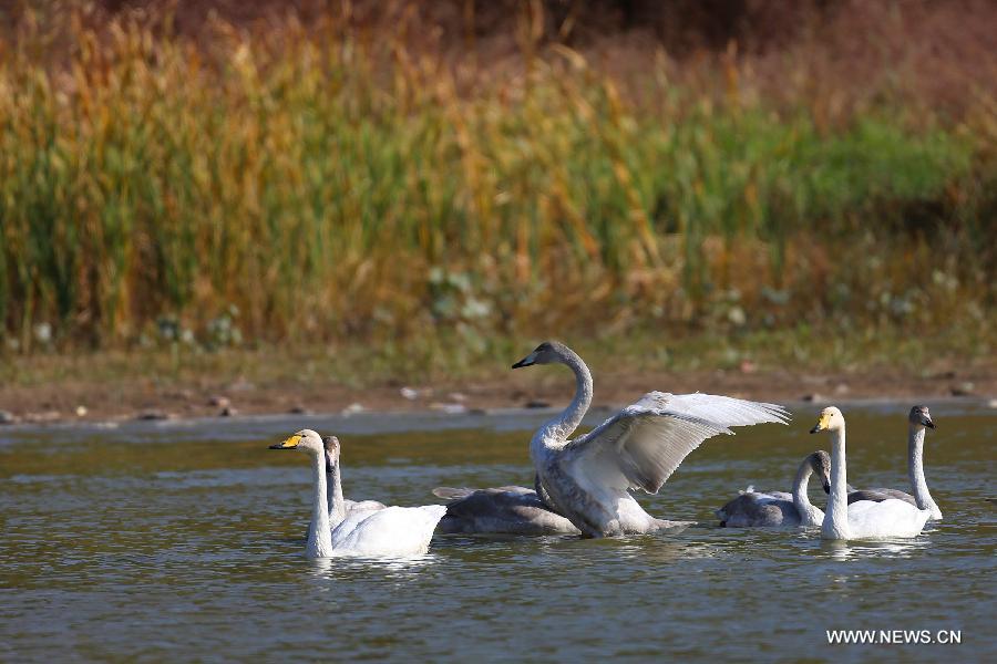 Cygnes sauvages dans les zones humides du fleuve Jaune dans le district de Pinglu, de la province du Shanxi (nord), le 28 octobre 2013. De nombreux cygnes sauvages y ont migré depuis la Sibérie, en Russie, pour passer l'hiver. Pinglu, un district de la province du Shanxi (nord) de la Chine, a un vast espace humide qui est l'habitat important pour les cygnes. Une station a été établie à Pinglu pour la protection des cygnes.