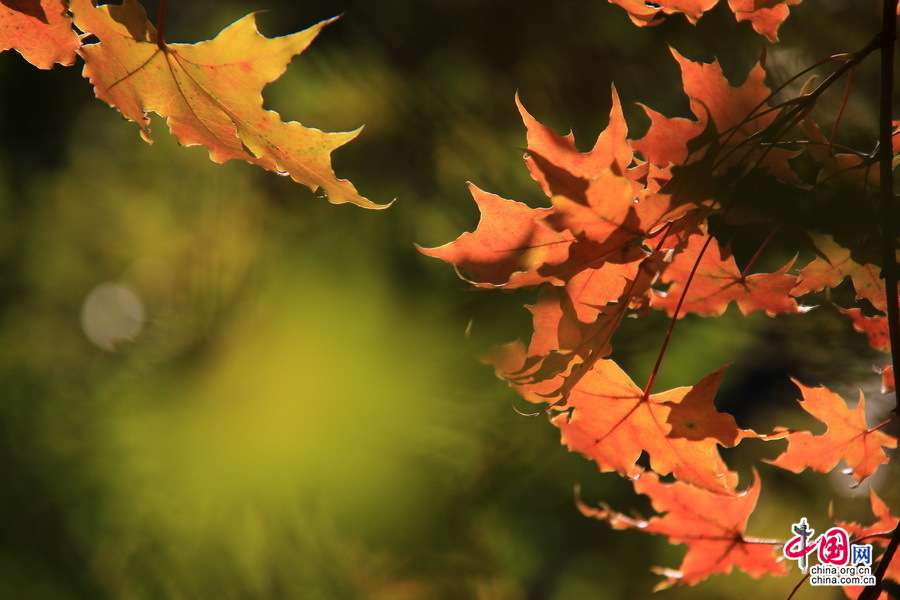 Admirer les feuilles rouges autour de la Grande Muraille Jinshanling (2)