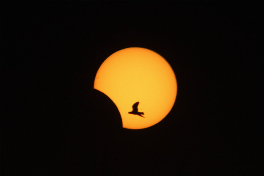 Un oiseau vole devant le soleil partiellement caché à Sa?da, dans le sud du Liban, le 3 novembre 2013. Les astronomes amateurs du monde entier ont été à la fête dimanche avec la dernière éclipse solaire de 2013, qui a pris une forme hybride rare.