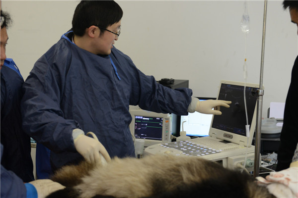 Le panda géant Zhang Xiang subit un contr?le par ultrasons dans la Réserve naturelle de Wolong, dans la Province du Sichuan, le 3 novembre 2013.