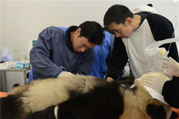 Les chercheurs font subir un check-up au panda géant Xiang Zhang un jour avant qu'il soit relaché dans la nature, à la base de Hetaoping de la Réserve naturelle de Wolong, dans la Province du Sichuan, le 3 novembre 2013. Zhang Xiang, agé de 2 ans et 2 mois, pèse 40 kg et mesure 0,84 mètre de haut. Les chercheurs ont également vérifié que la puce d'identification insérée sous la peau de Zhang Xiang et le GPS fixé autour de son cou, destinés à la collecte de données et au suivi de ses activités, étaient intacts.