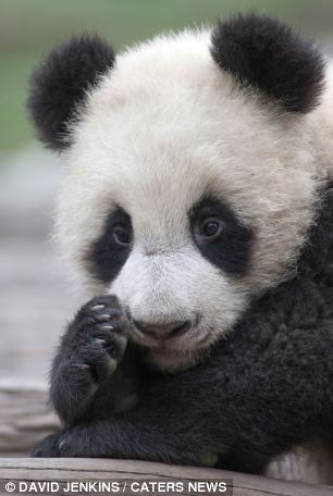 Un adorable panda dans le r?le de la grande évasion  (7)