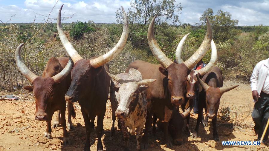 Un éléphant tué par un véhicule dans le sud-ouest du Kenya (3)