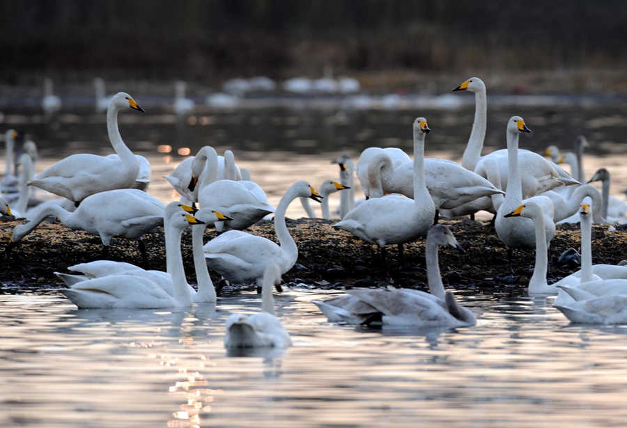 Des cygnes blancs dans la zone humide du Fleuve Jaune à Sanmenxia, le 25 novembre 2013. Une grande formation de cygnes blancs de Sibérie migre pour l'hiver vers la zone humide du Fleuve Jaune à Sanmenxia dans la province centrale du Henan, transformant la zone en un véritable lac de cygnes. Avec le développement de l'éco-système sur la terre humide du Fleuve Jaune, un nombre croissant de cygnes viennent ici pour passer l'hiver. [Photo / Xinhua]