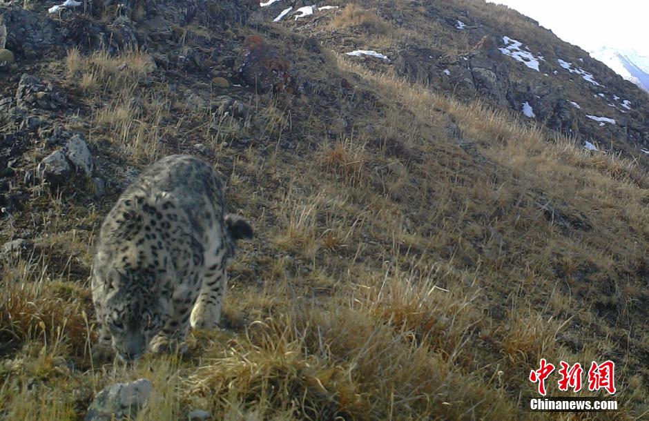 Sichuan : rares photos d'une panthère des neiges à l'état sauvage (3)