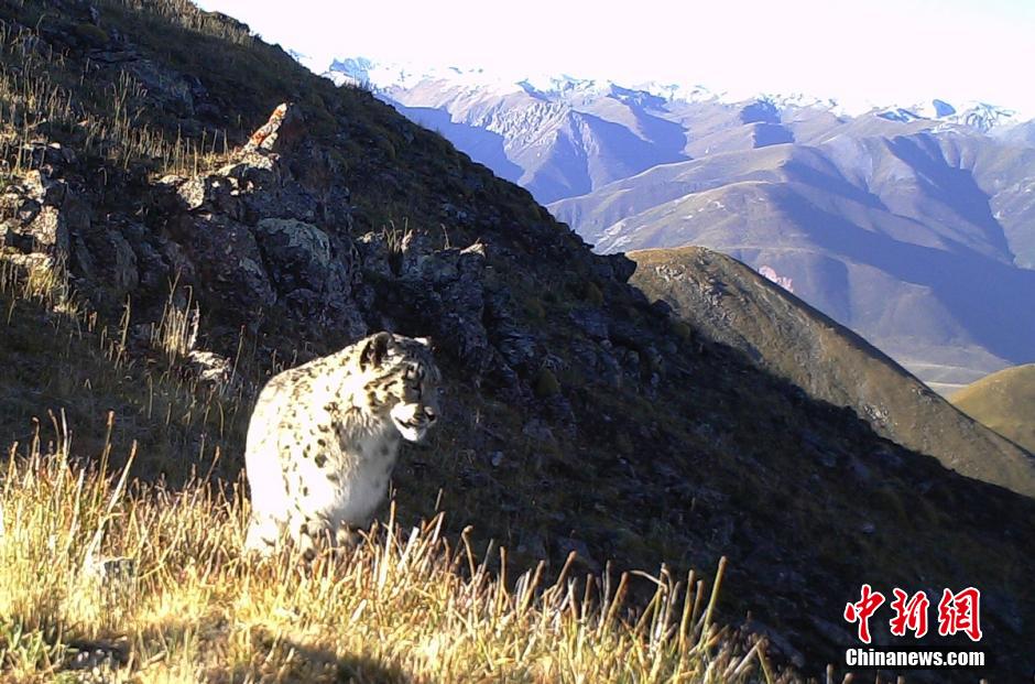 Sichuan : rares photos d'une panthère des neiges à l'état sauvage (2)