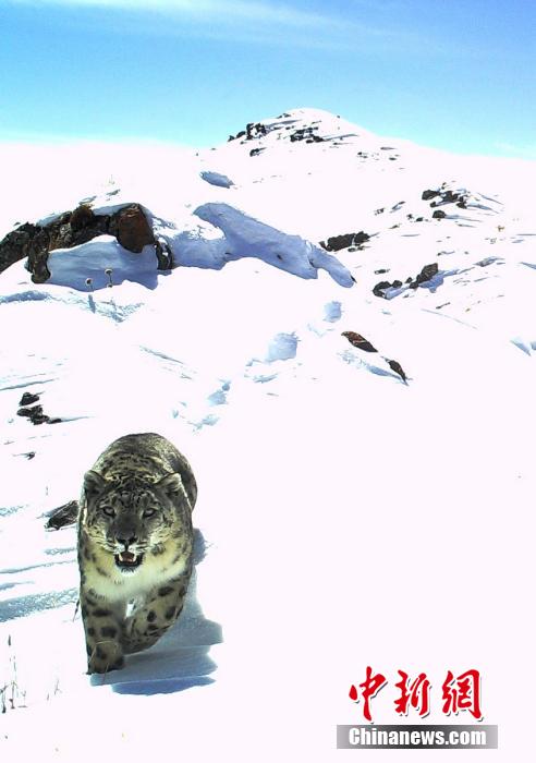 Sichuan : rares photos d'une panthère des neiges à l'état sauvage