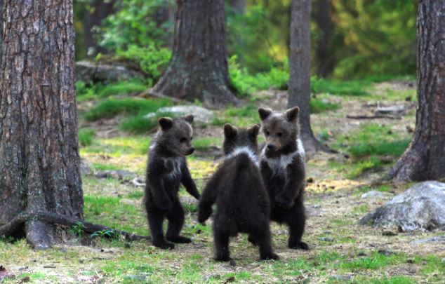 Finlande : trois oursons dans la danse (2)