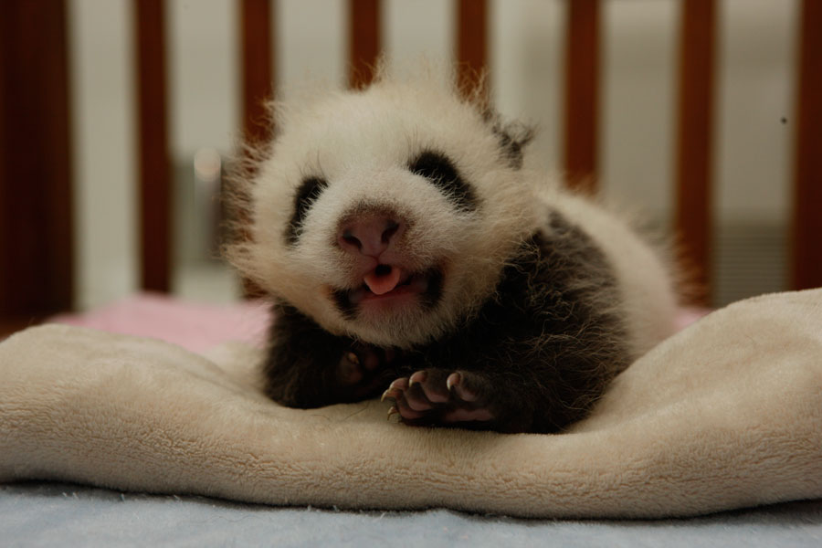 Un bébé panda au Centre de recherche de la reproduction des pandas géants, le 20 ao?t 2013.[Photo/chinadaily.com.cn]