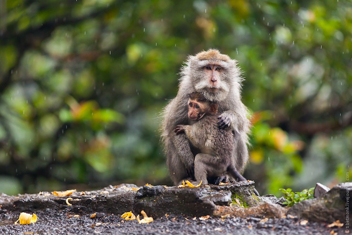 Photos : la beauté de la tranquillité chez les singes (4)