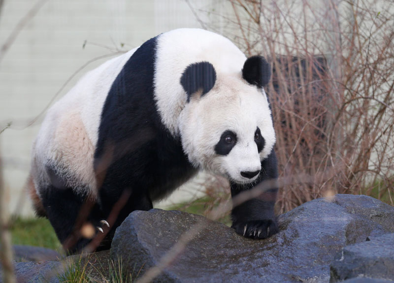 L'un des deux pandas géants du zoo d'Edimbourg, Tian Tian, dans son enclos, à Edimbourg (Ecosse), le 16 décembre 2013. Les deux pandas géants, Yang Guang et Tian Tian, sont arrivés au zoo il ya deux ans et devraient attirer leur millionième visiteur au cours de la période de No?l. [photo/agences]