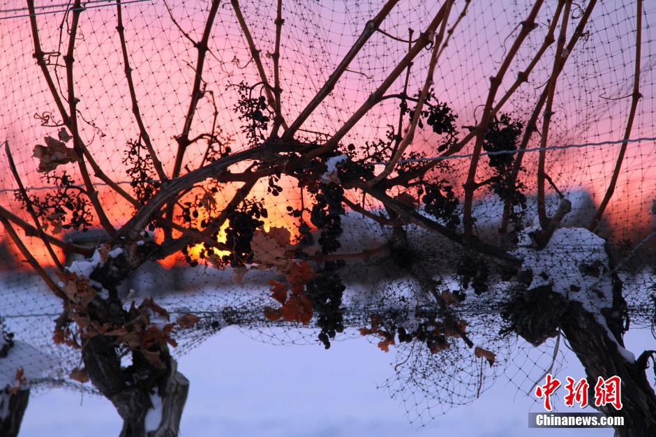 Découvrez l'usine de fabrication du vin de glace (2)