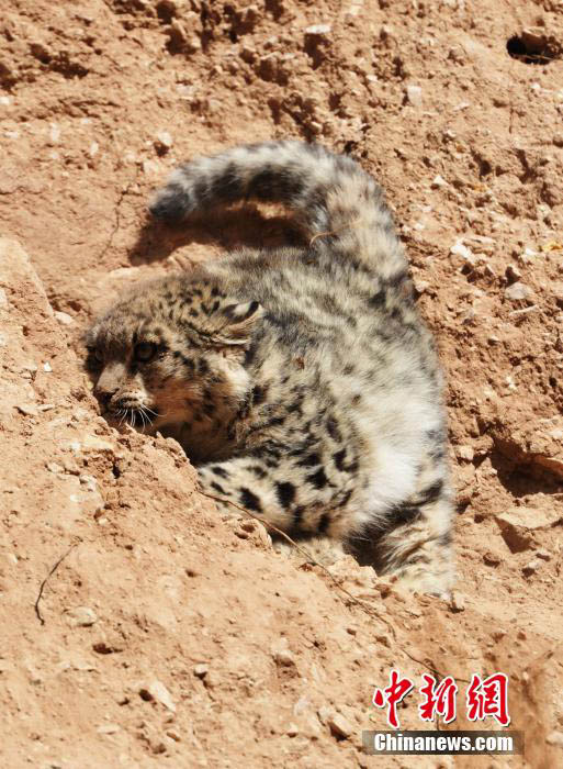 Photos - léopards des neiges sauvages vus dans la province du Qinghai (9)