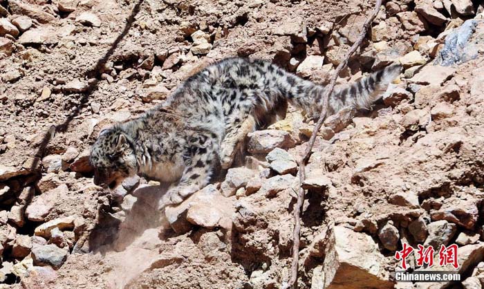 Photos - léopards des neiges sauvages vus dans la province du Qinghai (7)