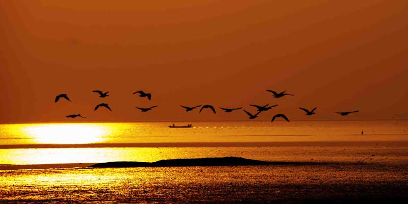 Des oiseaux volent au-dessus du Lac Shengjin, dans le Comté de Dongzhi, dans la province de l'Anhui, en Chine de l'Est, le 4 janvier 2014.