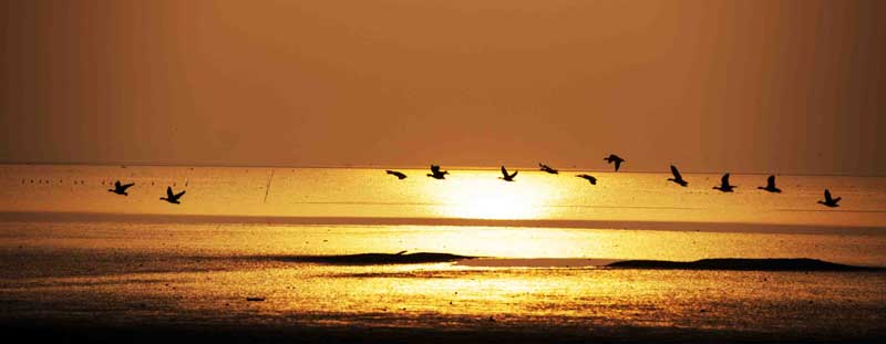 Des oiseaux se détachent sur le soleil couchant sur le Lac Shengjin, dans le Comté de Dongzhi, dans la province de l'Anhui, en Chine de l'Est, le 4 janvier 2014.