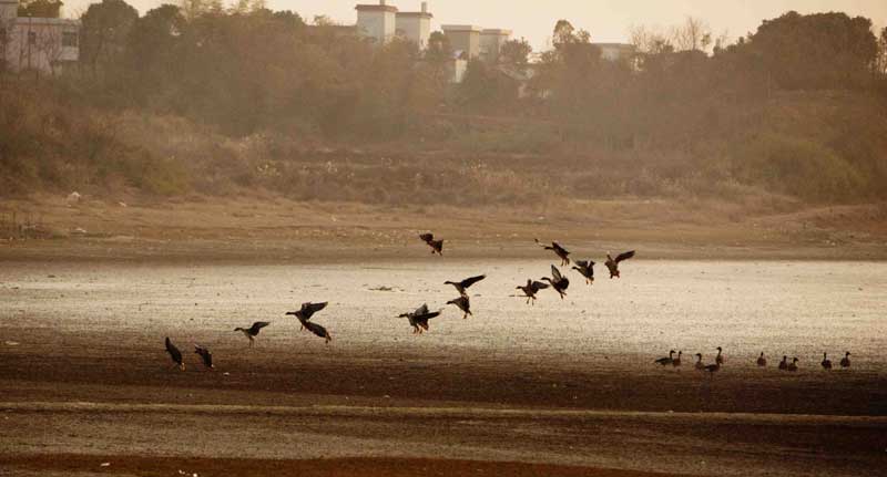 Des oiseaux migrent le Lac Shengjin, dans le Comté de Dongzhi, dans la province de l'Anhui, en Chine de l'Est, le 4 janvier 2014, un habitat idéal qui attire plus de 140 espèces différentes d'oiseaux des zones humides en hiver. Le Lac Shenglin est une zone de terres humides et une réserve naturelle nationale importante et est également connu comme le ? Lac des Grues de Chine ?.