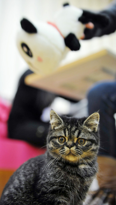 Un chat dans un café sur le thème du chat, à Nanjing, le 8 janvier 2013. [Photo Yu Ping / Asianewsphoto]