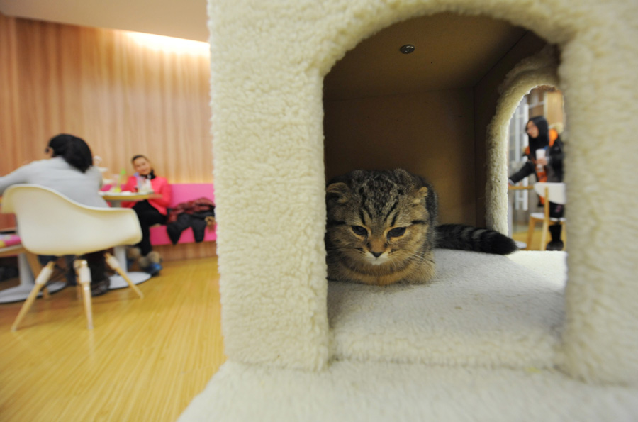  Un chat dans un café sur le thème du chat, à Nanjing, le 8 janvier 2013. [Photo Yu Ping / Asianewsphoto]