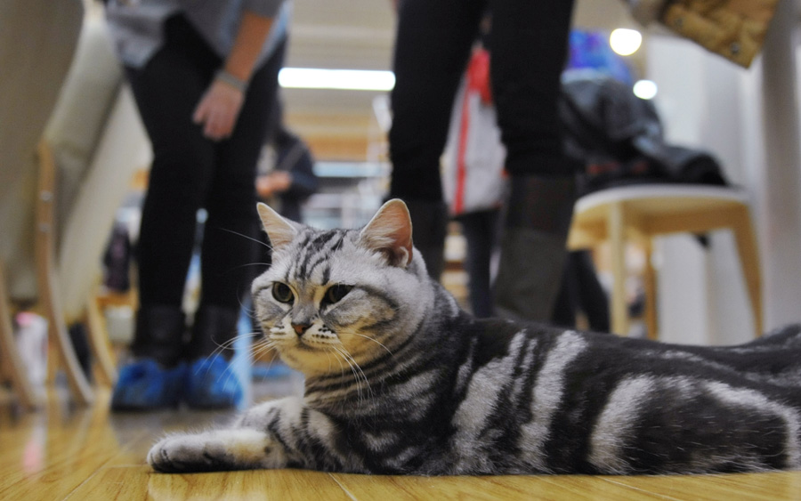 Un chat dans un café sur le thème du chat, à Nanjing, le 8 janvier 2013. [Photo Yu Ping / Asianewsphoto]