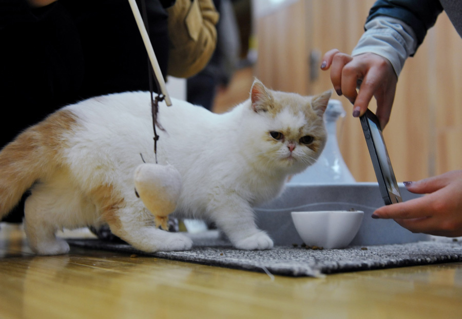 Un client prend une photo d'un chat, le 8 janvier 2013. [Photo Yu Ping / Asianewsphoto]