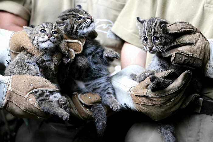 Des bébés animaux trop mignons