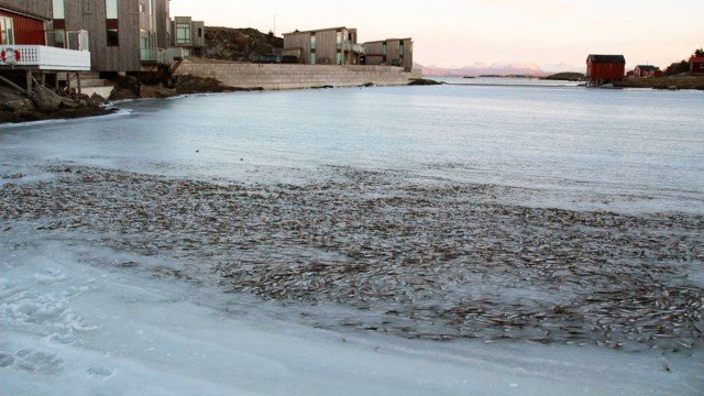 Un banc de poissons gelés dans la mer en Norvège à cause d'un vent d'hiver gla?ant  (4)