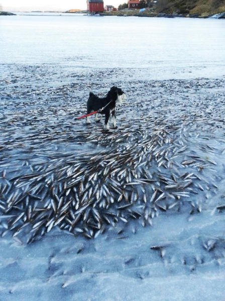 Un banc de poissons gelés dans la mer en Norvège à cause d'un vent d'hiver gla?ant  (2)