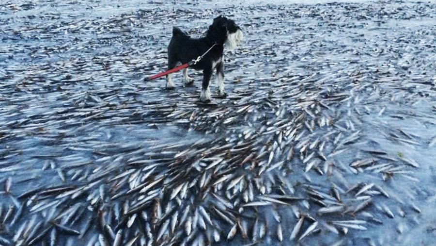 Un banc de poissons gelés dans la mer en Norvège à cause d'un vent d'hiver gla?ant 