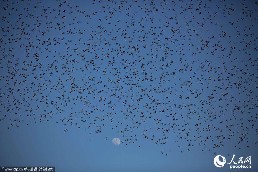 Isra?l : des oiseaux migratoires fêtent la Saint-Valentin (5)