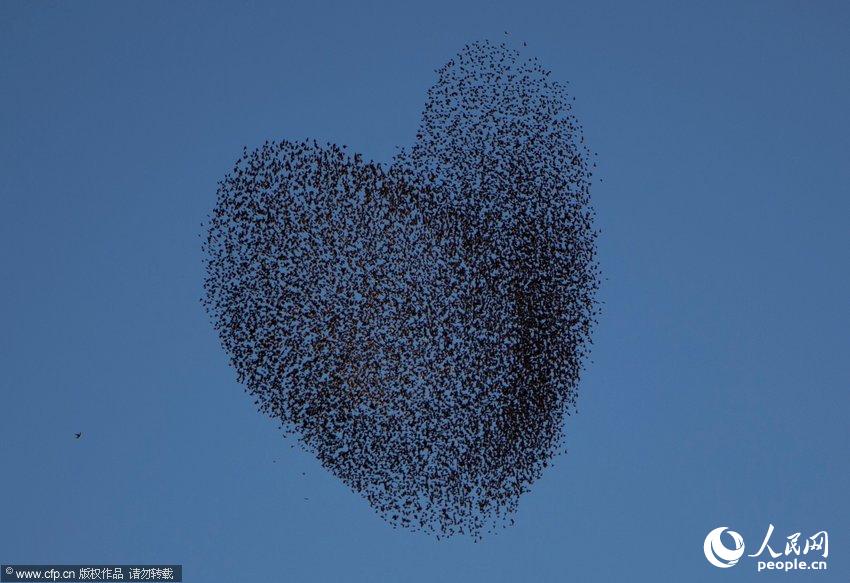 Isra?l : des oiseaux migratoires fêtent la Saint-Valentin (3)