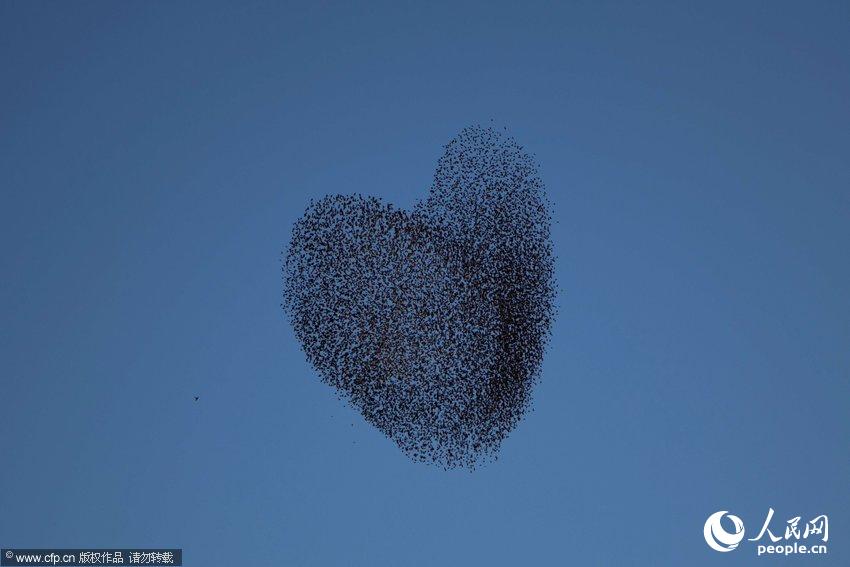 Isra?l : des oiseaux migratoires fêtent la Saint-Valentin