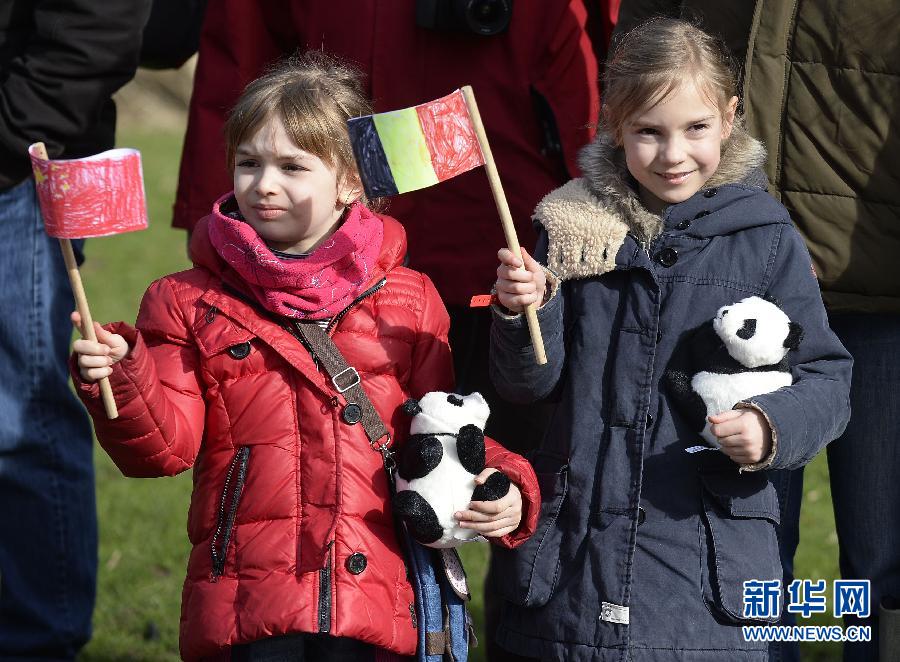 Les pandas re?us comme des rockstars en Belgique (8)