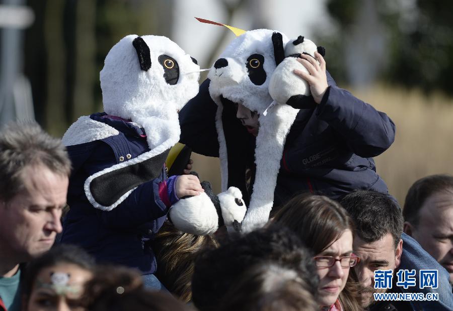 Les pandas re?us comme des rockstars en Belgique (10)