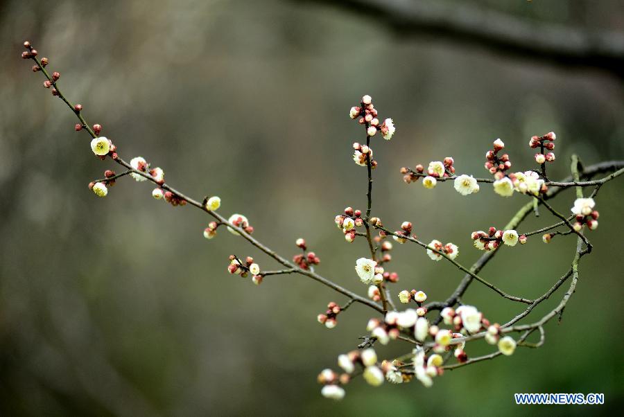 Des fleurs de prunier s'épanouissent à Nanjing (2)