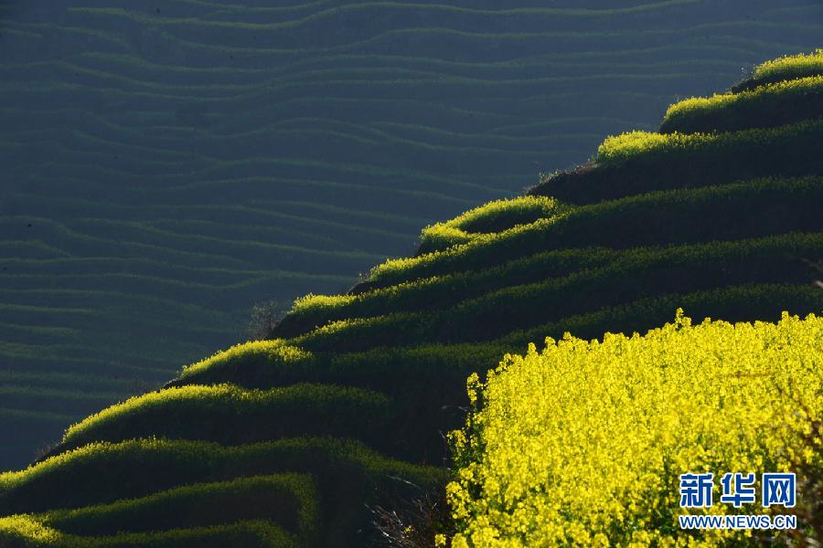 Une mer de fleurs de colza au Yunnan (3)