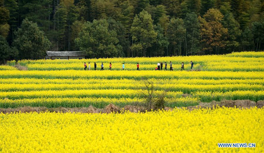 Chine: des fleurs de colza épanouies à Nanchang (5)