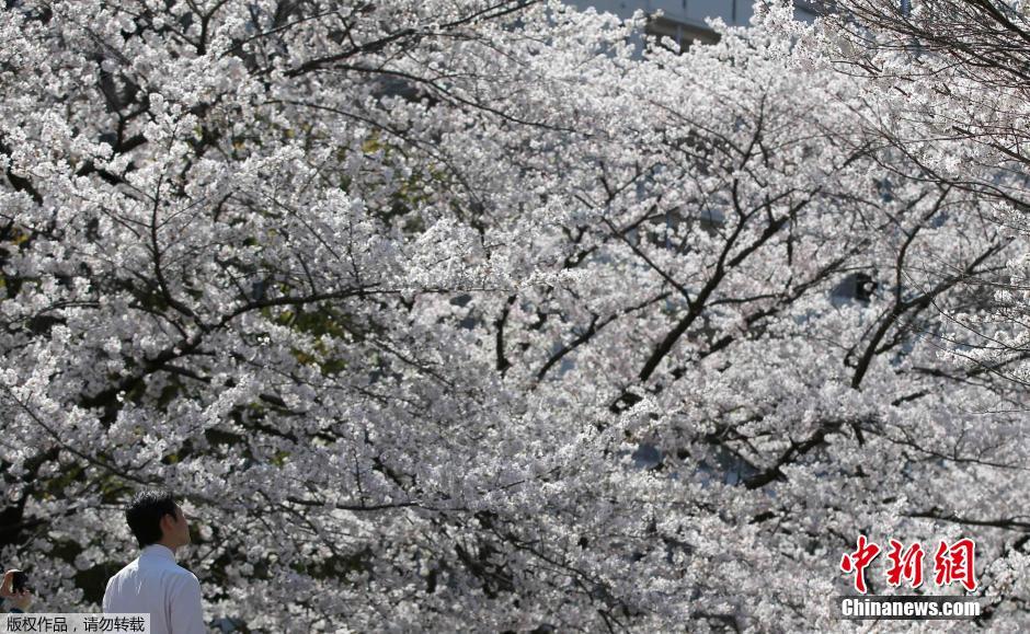 Tokyo: les sakura entrent en pleine floraison (2)