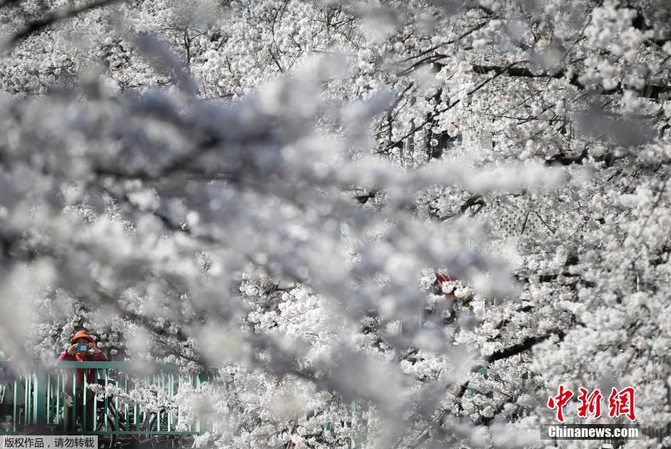 Tokyo: les sakura entrent en pleine floraison (4)